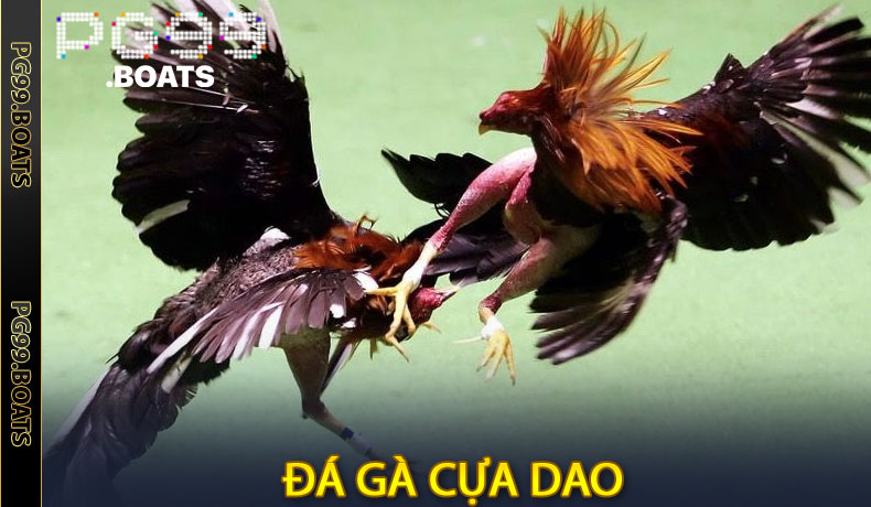 Đá Gà Cựa Dao Tại PG99 - Đấu Trường Cực Đỉnh Cho Các Sư Kê