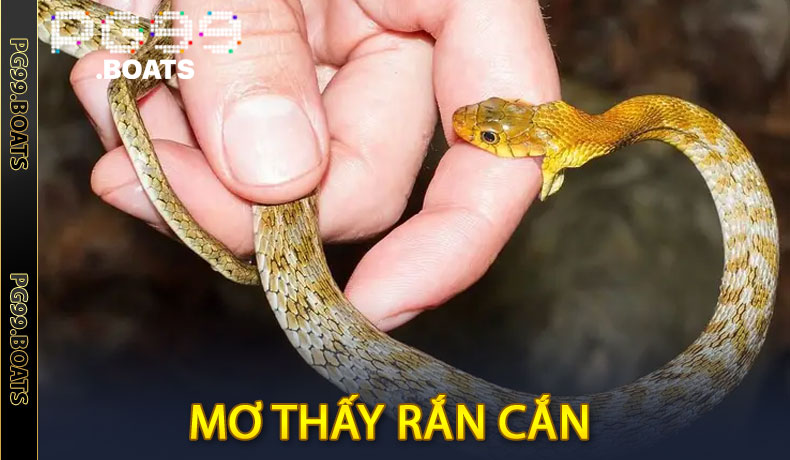 Mơ Thấy Rắn Cắn Đánh Số Mấy? Gợi Ý Con Số May Mắn Tại PG99