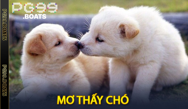 Giấc Mơ Thấy Chó - Con Số Chuẩn Xác Để Thử Vận May Ở PG99